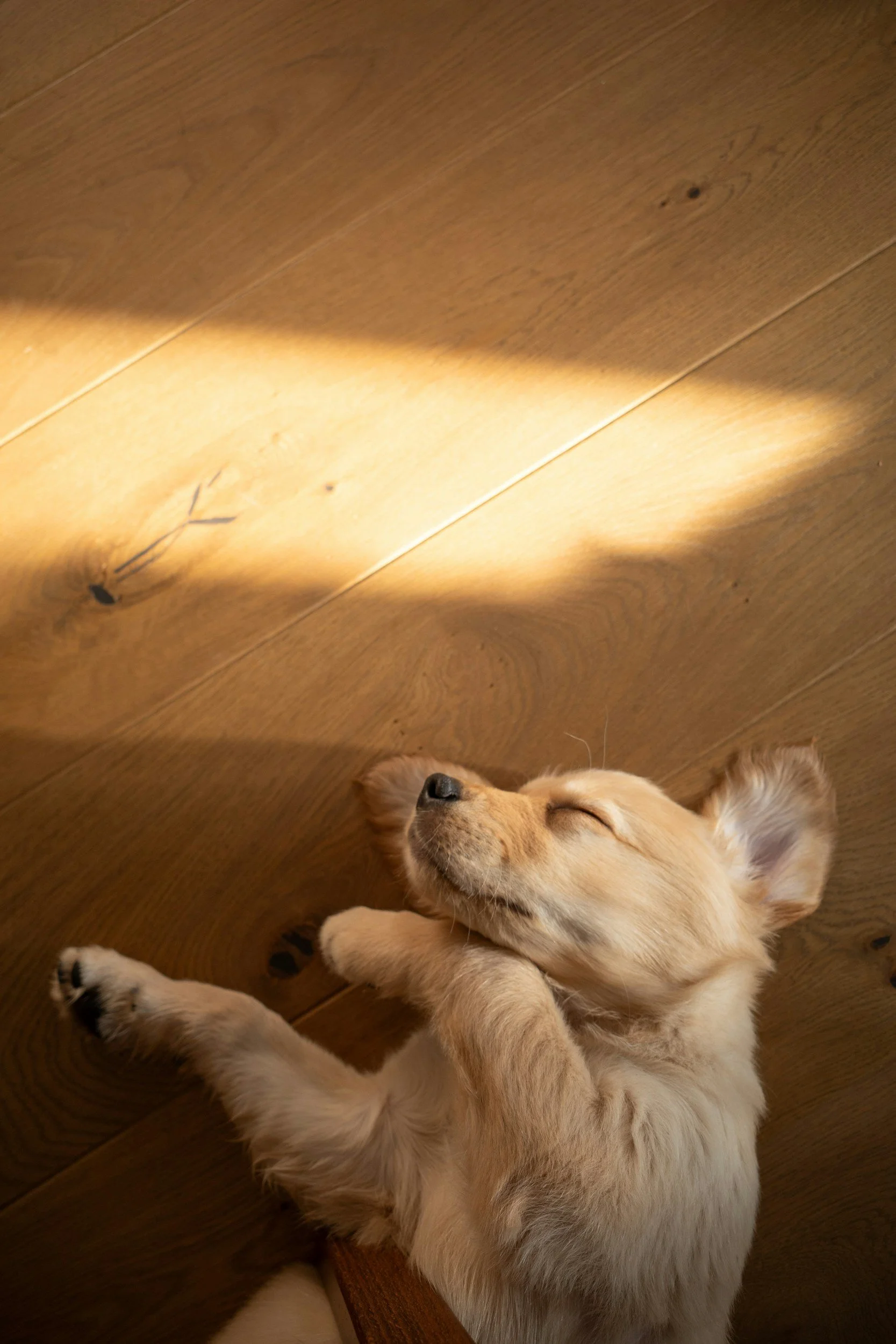 How to Choose Pet Friendly and Kid Friendly Flooring: Advice From a Family Business That Gets It