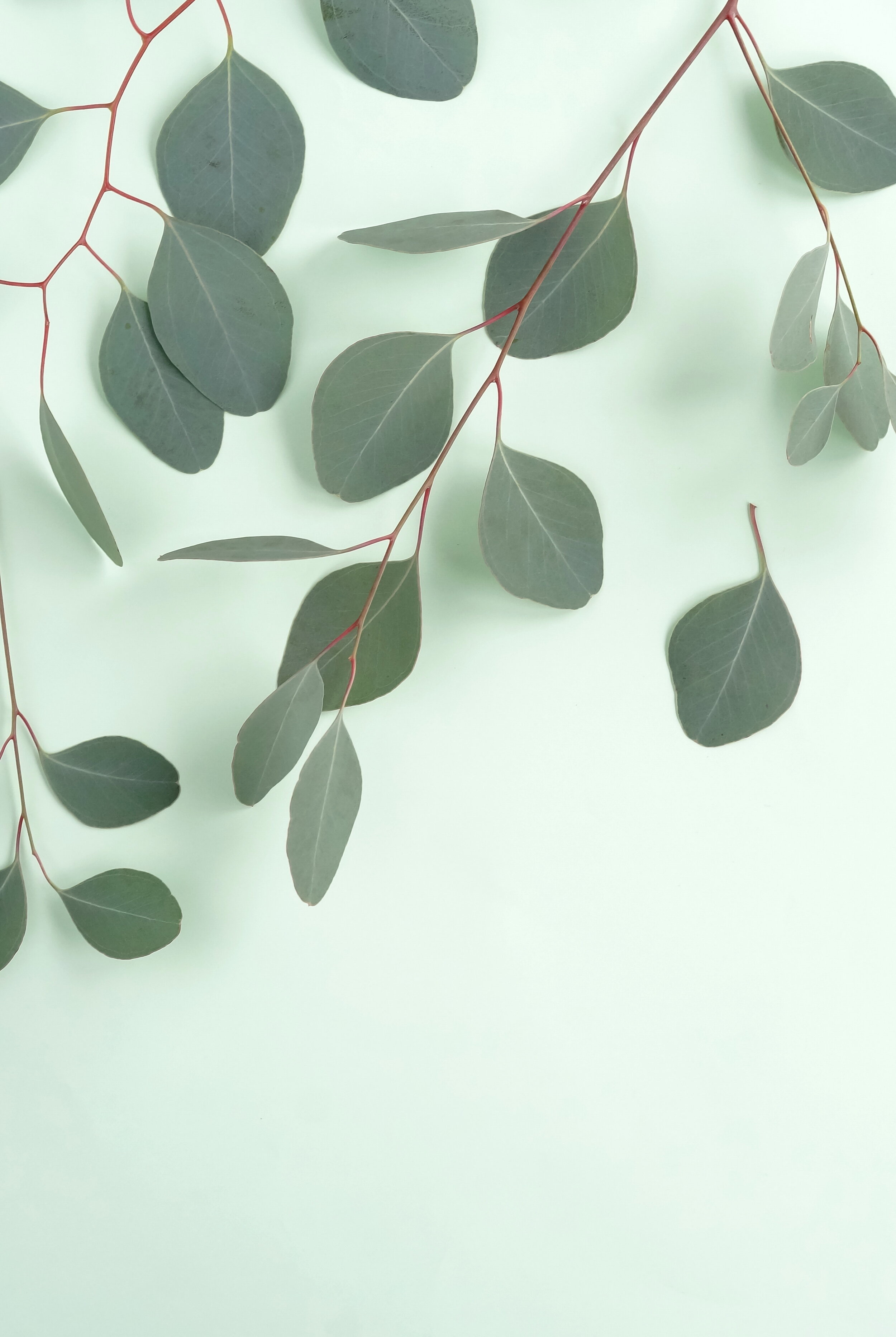 AdobeStock_255498585 eucalyptus.jpeg