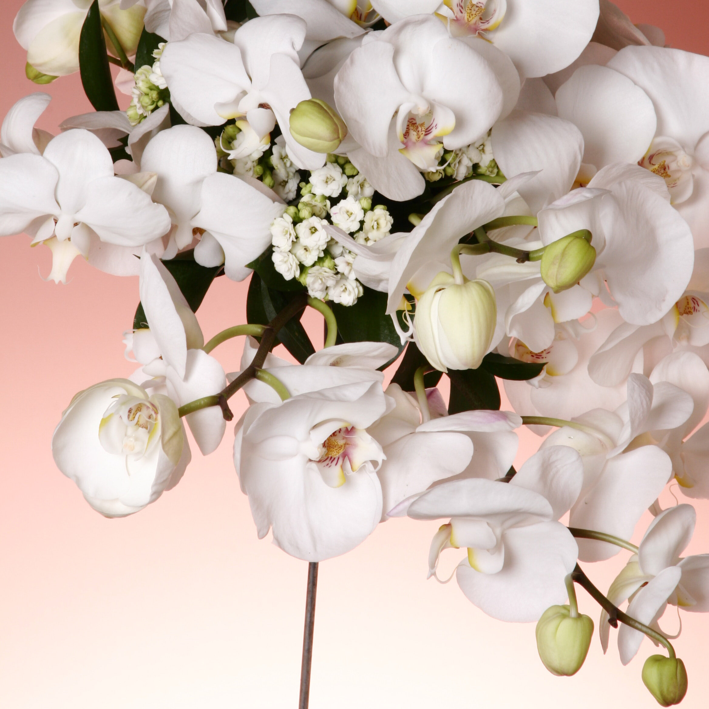 Bliss Orchid Garden W/ Betti 3/10 @ 6:00pm PST