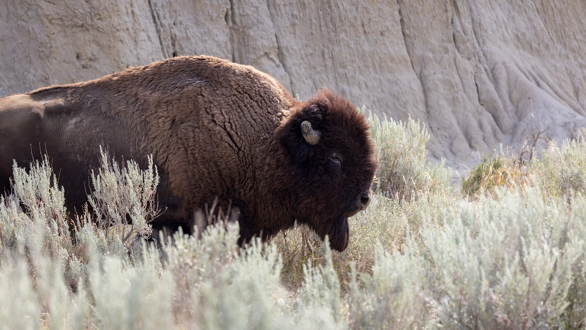 Plains Bison, Theodore Roosevelt National Park, North Dakota