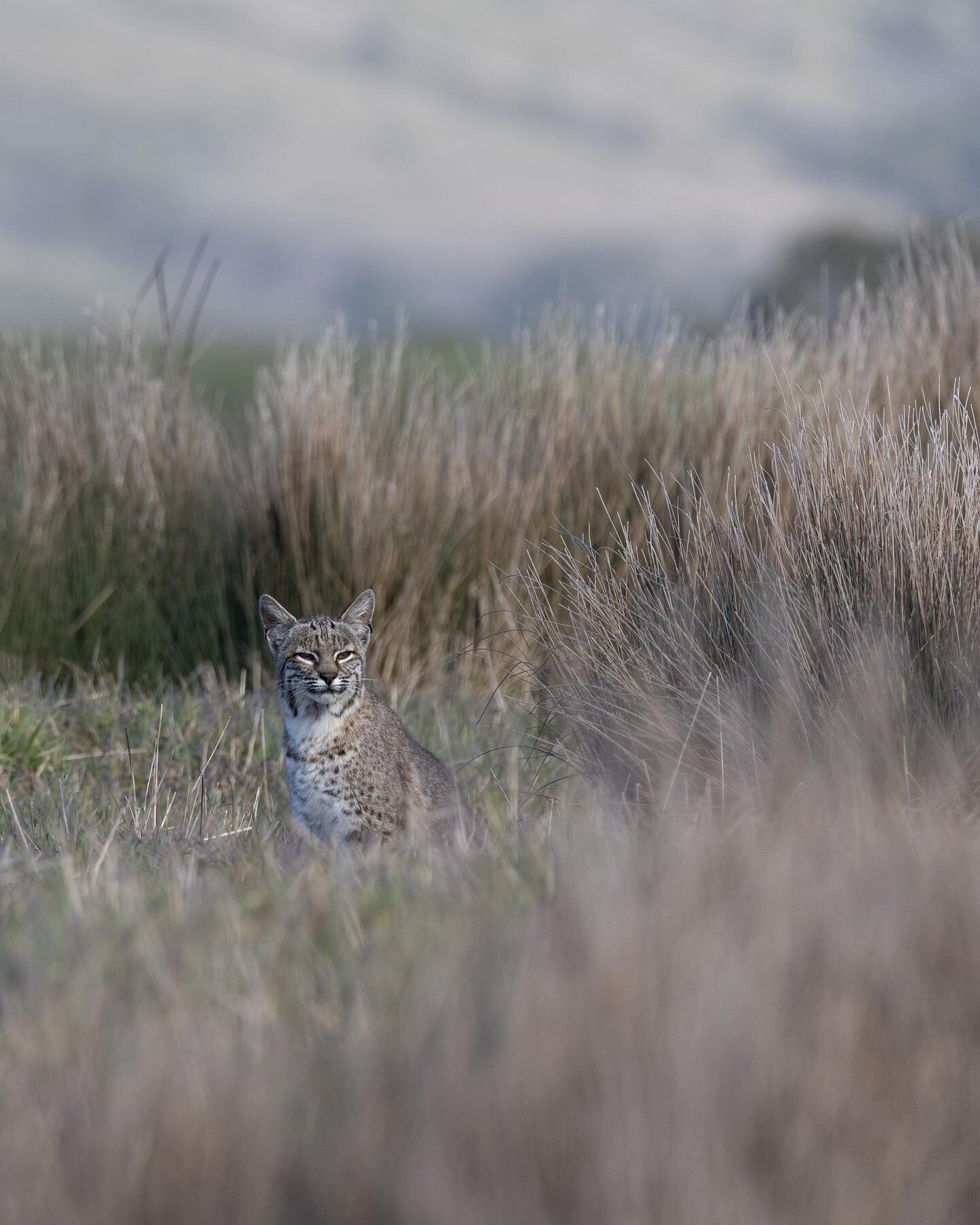 Any bobcat day is a good day.
.
.
#bobcat #bobcats #bobcatsofinstagram #catfight #wildlife #wildlifephotography #wildlife_vision #wildlife_shots #wildlifefeaturez #wildlifeig #natgeoyourshot #yourshotphotographer #baynature #appicoftheweek #wildcalif