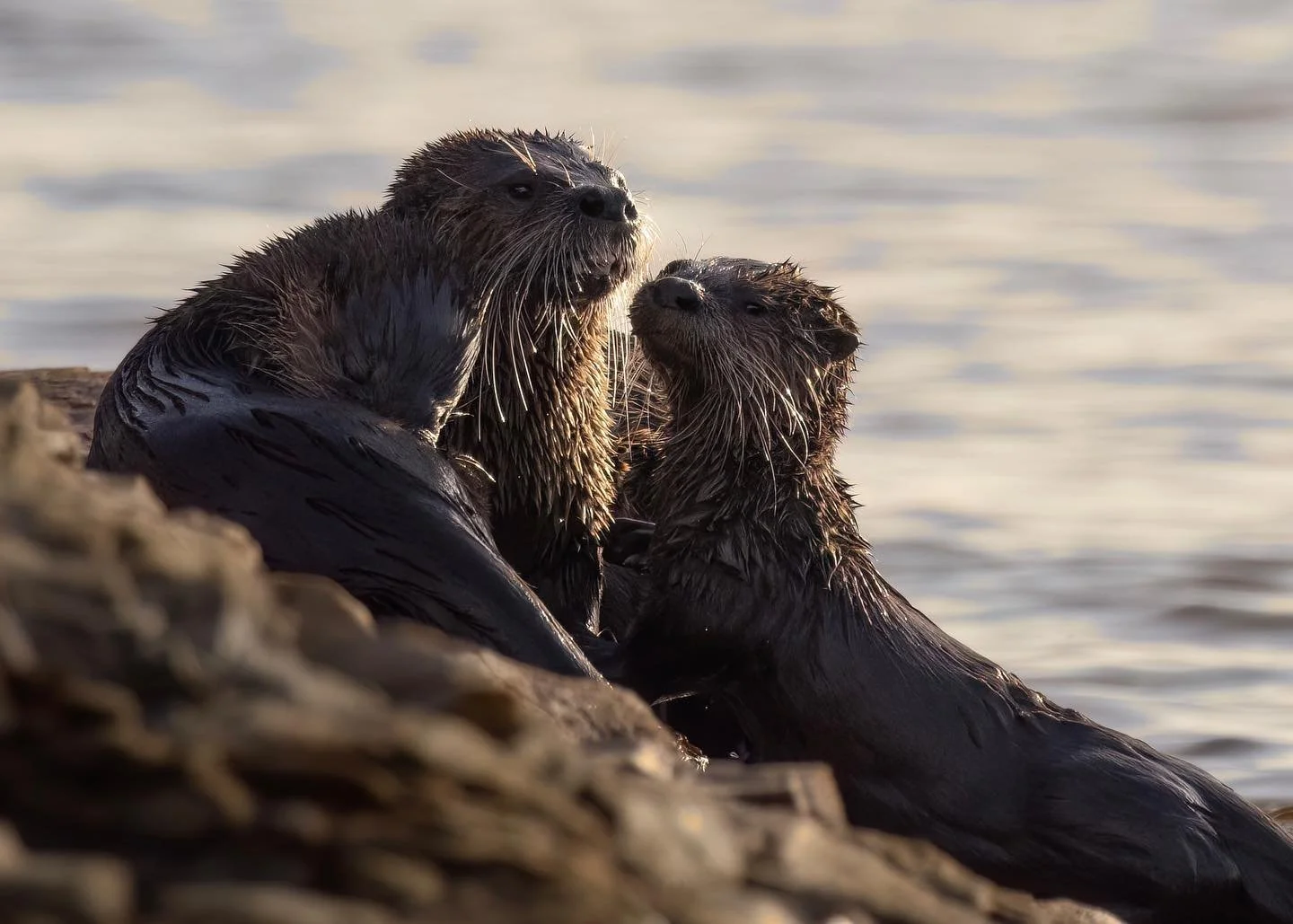 It&rsquo;s been a while since I shared some otter photos. The images are very cropped in, even the wider shots. The light was tough too but it was nice to see this family a few weeks ago.
.
.
#otters #riverotters #northernriverotters #ottersofinstagr