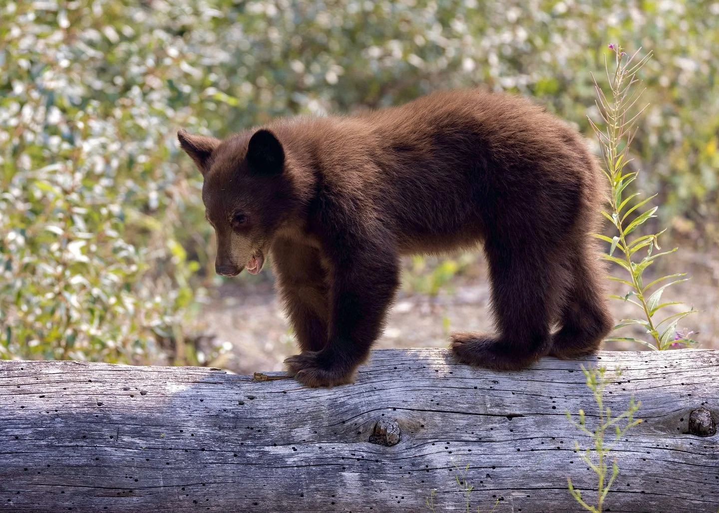 These aren&rsquo;t new images but I haven&rsquo;t had a lot of time for photography recently. We&rsquo;re heading for a weekend away so I&rsquo;m sharing a couple of images from the last time we were at this location and got the chance to observe a m