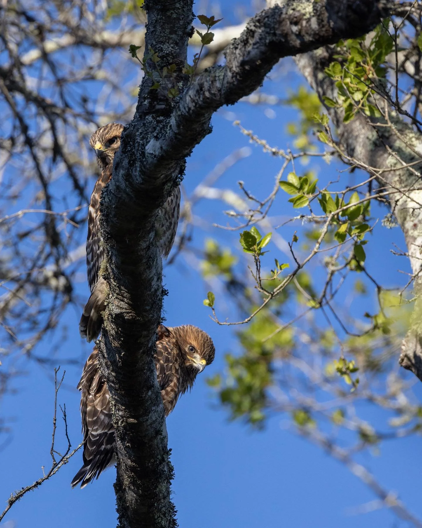 I think this was a pair of juvenile red-shouldered hawks, but anyone knows better, let me know. When I first spotted them, there were three, but one was larger and immediately dropped into the field to grab some prey.
.
.
#redshoulderedhawk #hawksofi