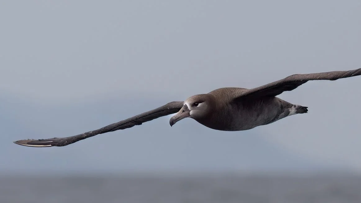 Images from a very gray day at Monterey Bay, but this fly-by from a black-footed albatross was one of the highlights.

.
.
#blackfootedalbatross #albatrossesofinstagram #monterey #montereybay #whalewatching #ecotour #oceanlife #albatross