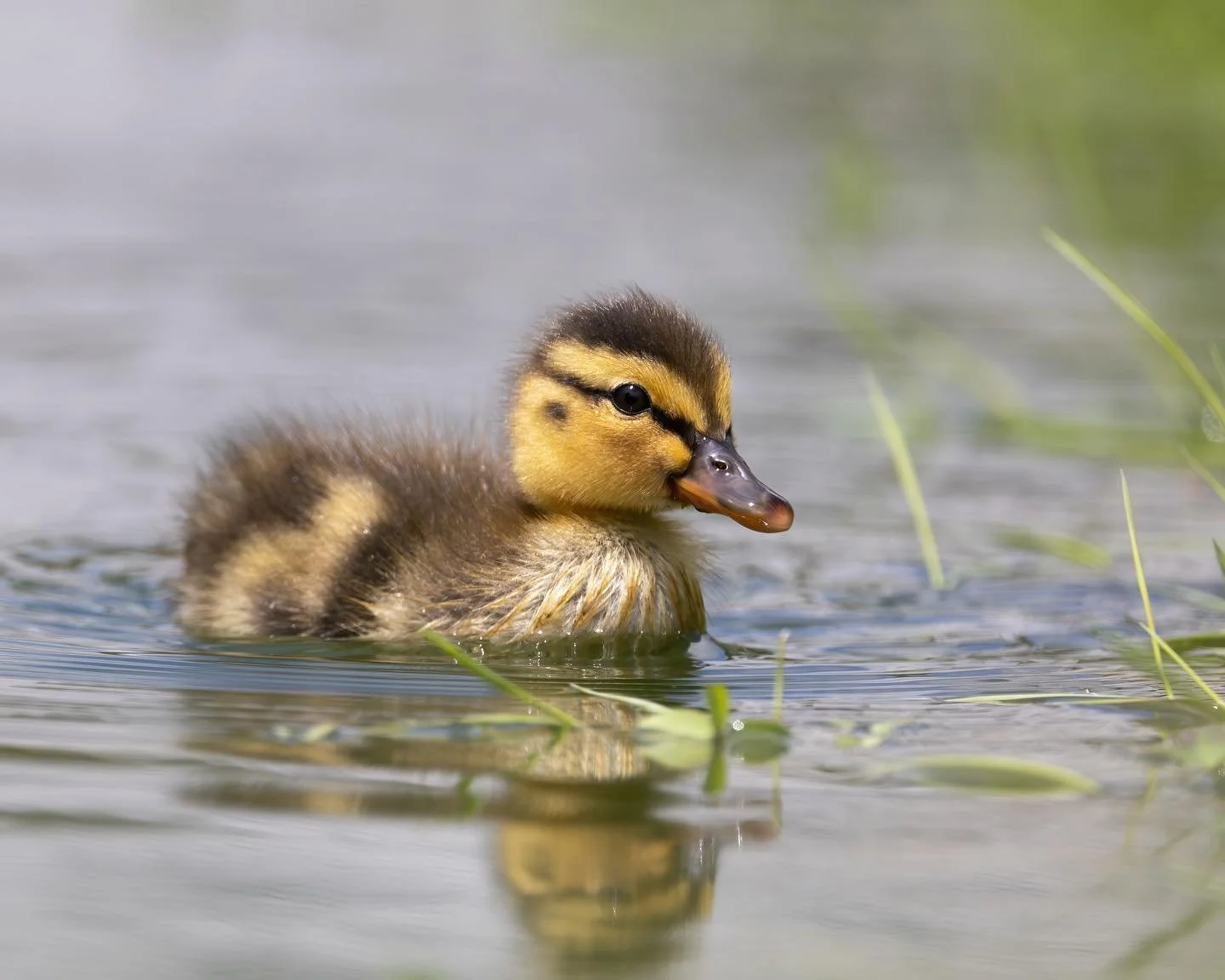Happy Monday! Ducklings have arrived in the pond just outside our apartment and they&rsquo;re incredibly cute, so even although it&rsquo;s still raining, it feels like spring.
.
.
#duckling #mallard #mallardmonday #ducklings #ducksofinstagram #feathe