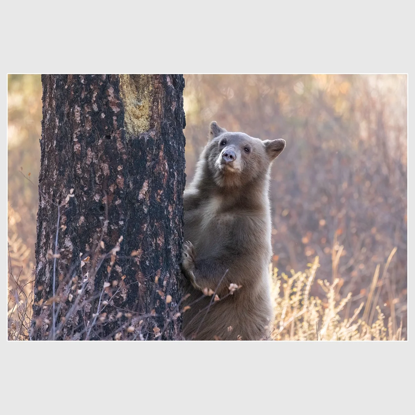 American Black Bear, El Dorado County, California
1/1600 |  ISO 12800 |  &fnof;7.1 |  500 mm