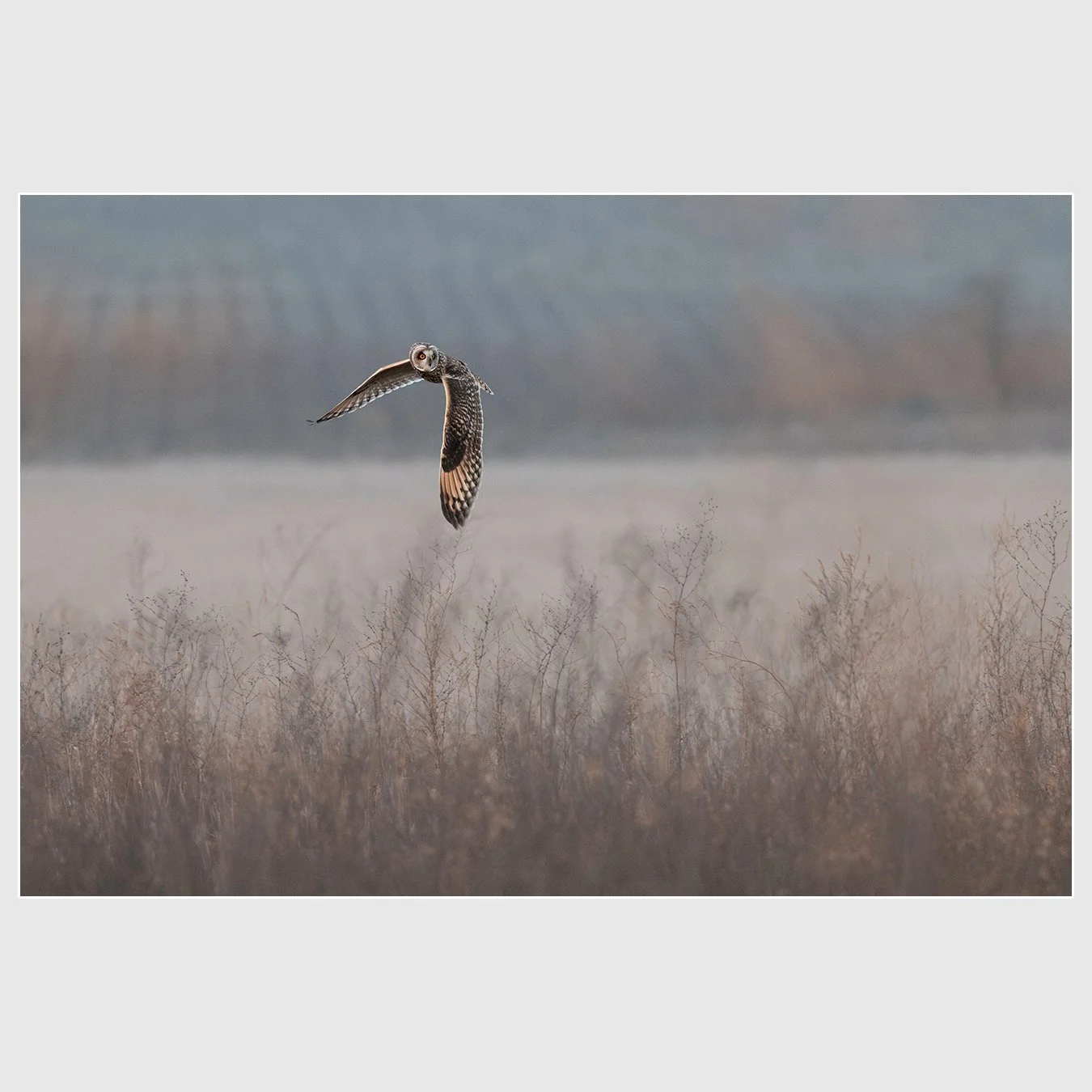 Short-eared Owl, Sonoma County, California
1/1600 |  ISO 10000 |  &fnof;8 |  500 mm