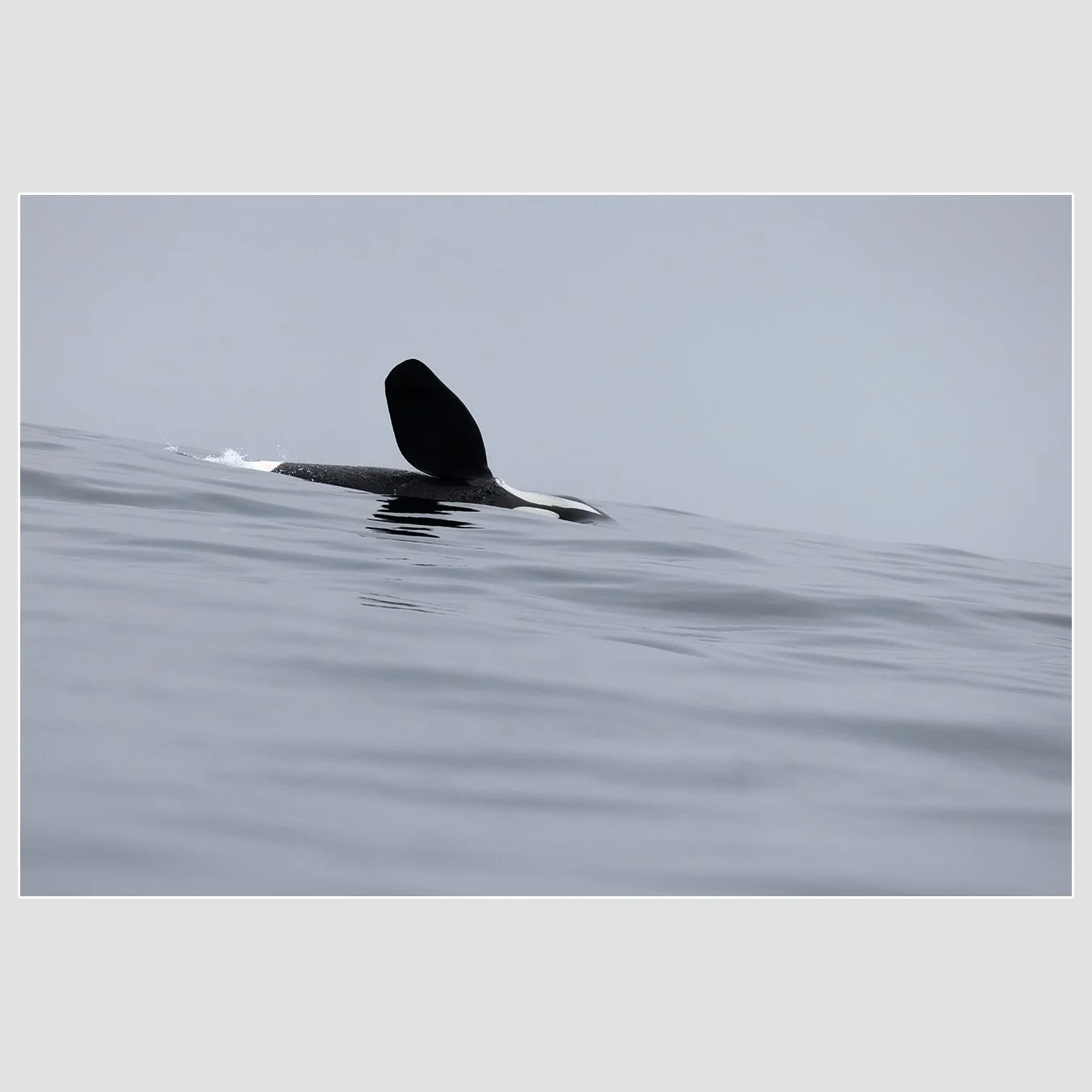 Orca, Monterey Bay National Marine Sanctuary
1/1600 |  ISO 320 |  &fnof;6.3 |  300 mm