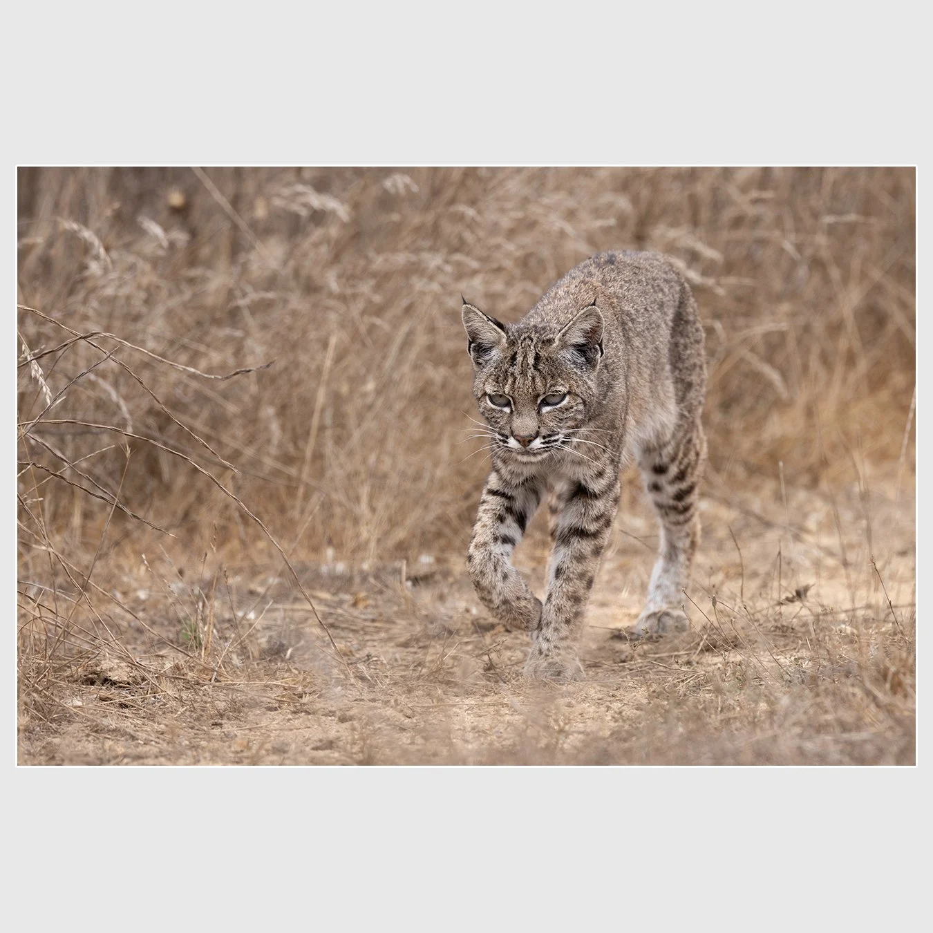 Bobcat, Marin County, California
1/1600 |  ISO 640 |  &fnof;7.1 |  400 mm