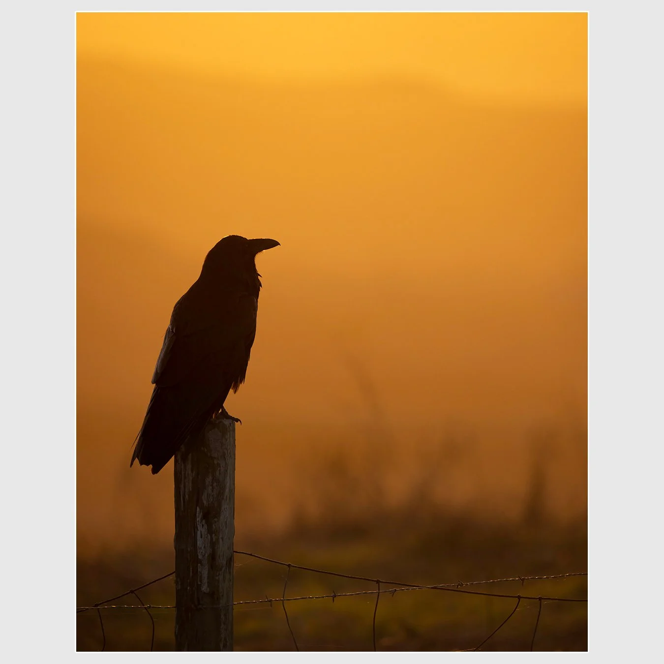 Common Raven, Marin County, California
1/1000 |  ISO 1250 |  &fnof;9 |  570 mm