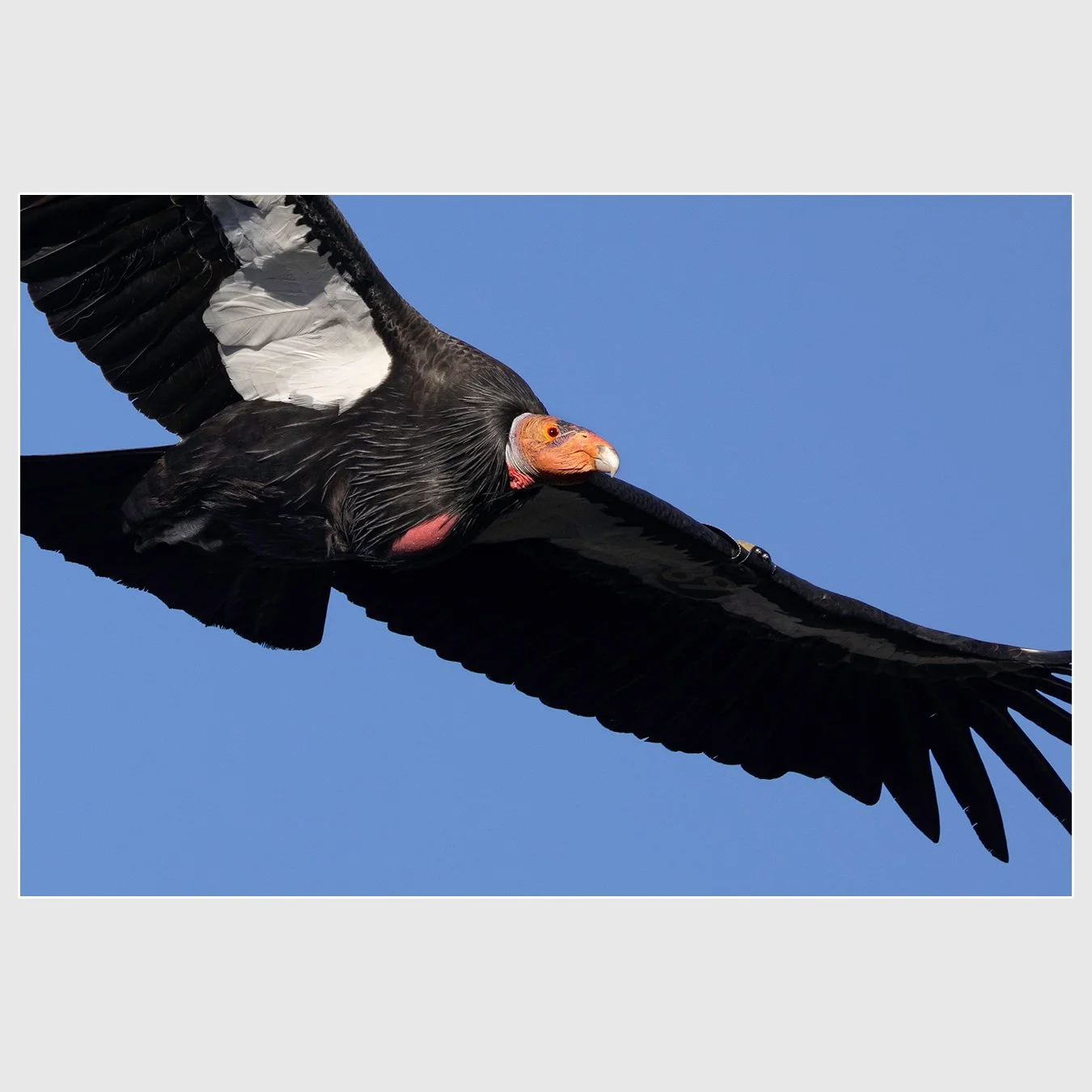 California Condor, San Benito County, California
1/1600 |  ISO 400 |  &fnof;8 |  500 mm