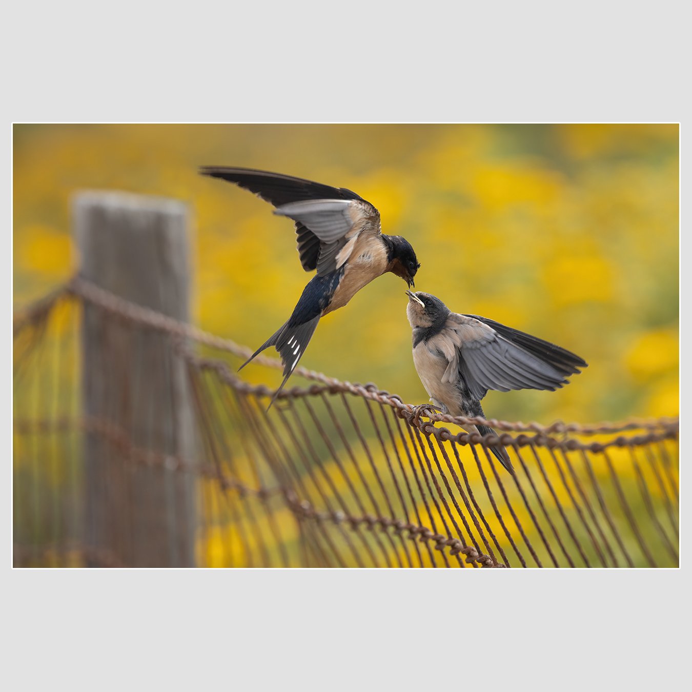 Barn Swallow, Monterey County, California
1/2000 |  ISO 1000 |  &fnof;8 |  500 mm