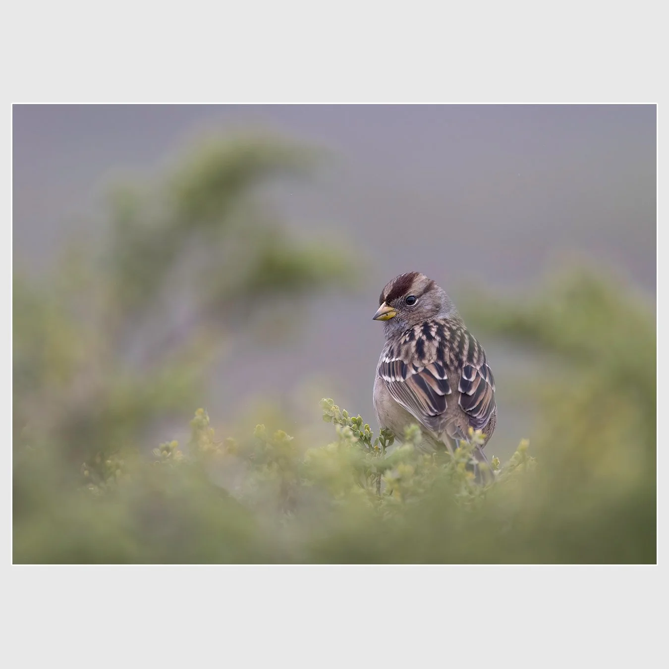 White-crowned Sparrow (I think), Marin County, California
1/1000 |  ISO 2000 |  &fnof;7.1 |  500 mm