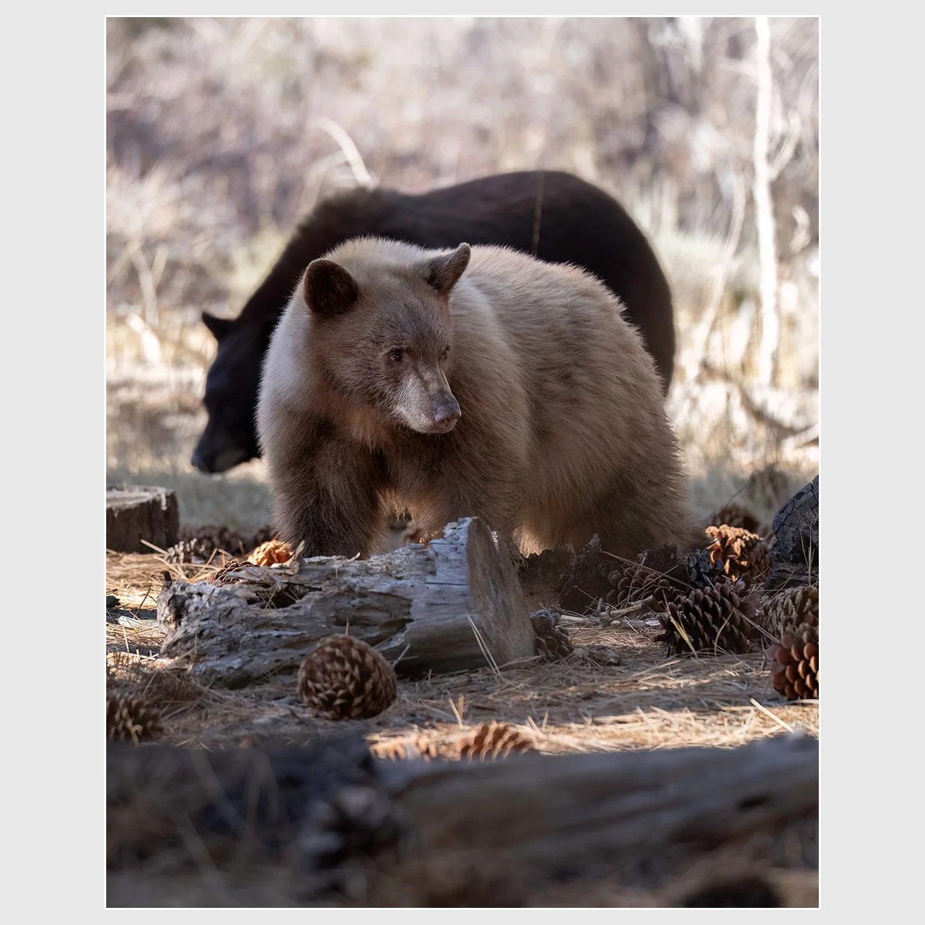 American Black Bear, El Dorado County, California
1/1600 |  ISO 2500 |  &fnof;5 |  238 mm
