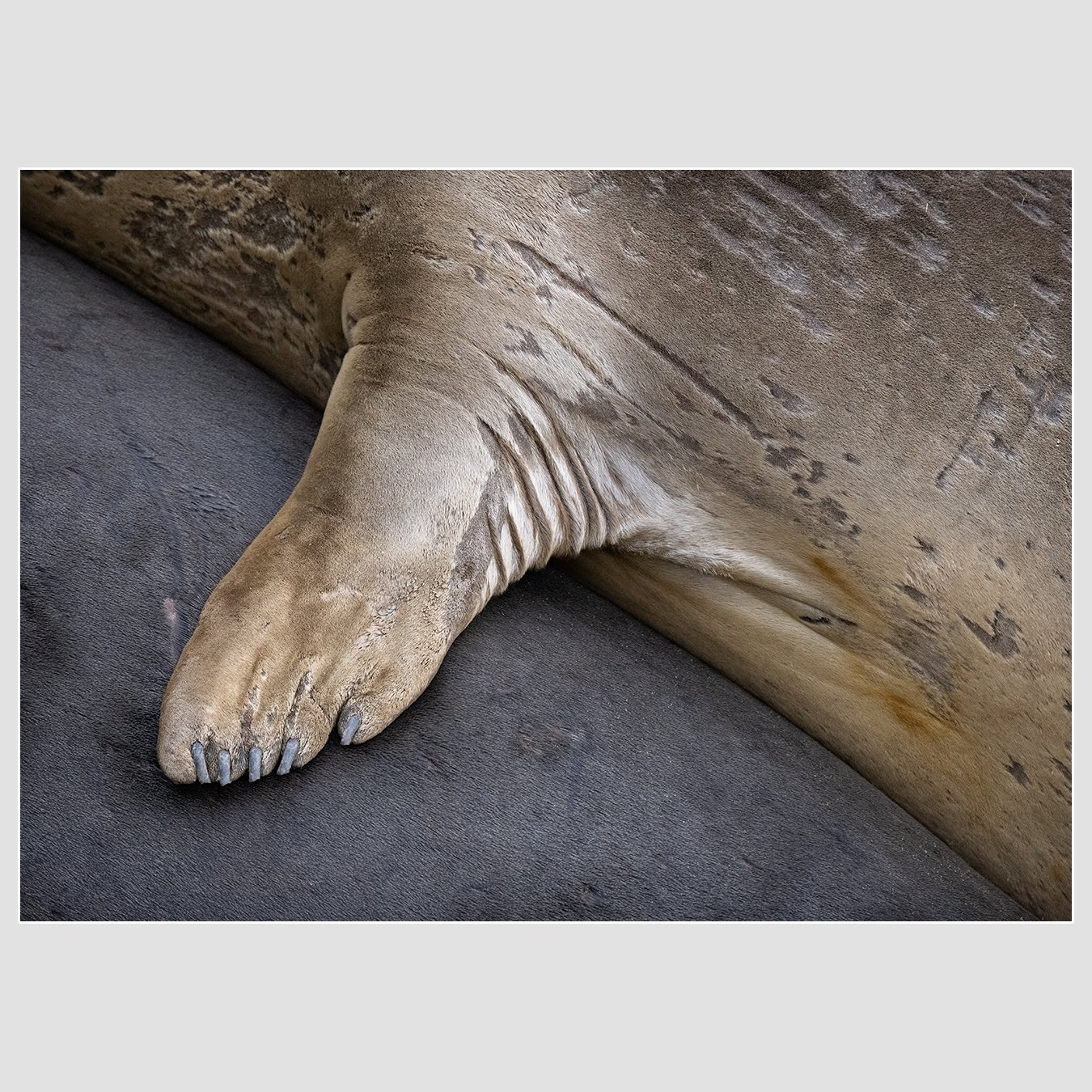 Northern Elephant Seal, Marin County, California
1/1600 |  ISO 5000 |  &fnof;7.1 |  500 mm