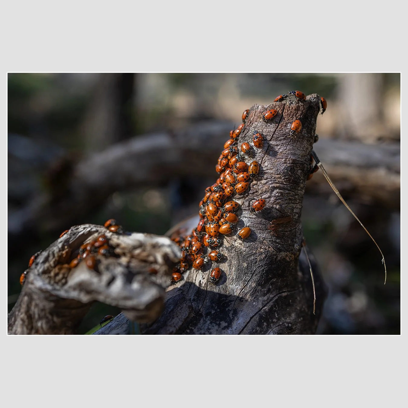 Convergent Lady Beetles, Marin County, California
1/125 |  ISO 100 |  &fnof;4 |  35 mm