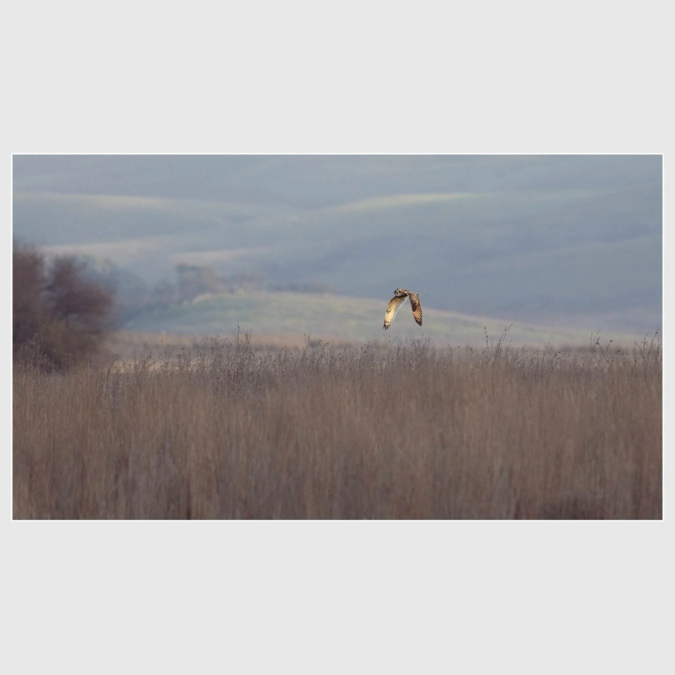 Short-eared Owl, Sonoma County, California
1/1000 |  ISO 2000 |  &fnof;8 |  500 mm