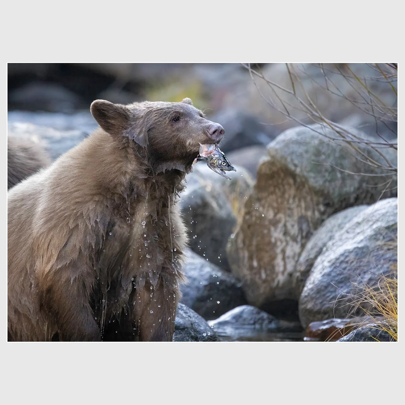 American Black Bear, El Dorado County, California
1/1600 |  ISO 12800 |  &fnof;7.1 |  500 mm