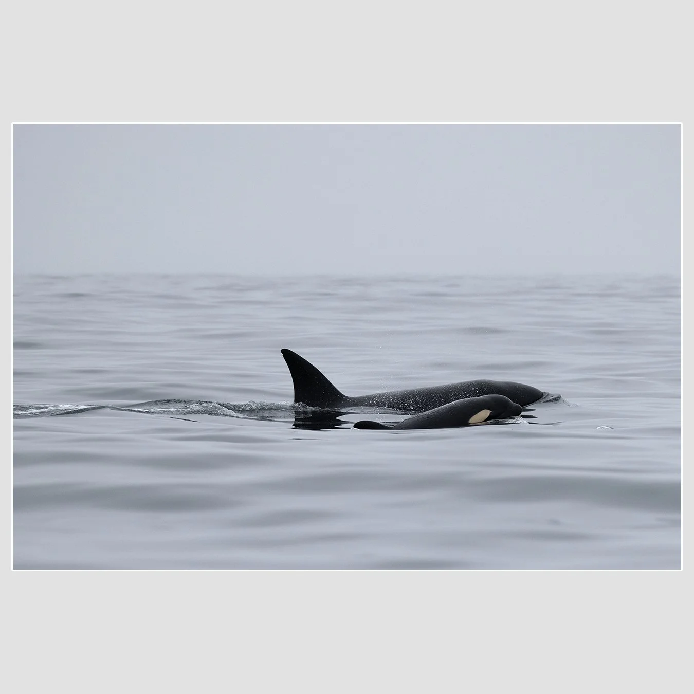 Orcas, Monterey Bay National Marine Sanctuary
1/1600 |  ISO 320 |  &fnof;5.6 |  300 mm