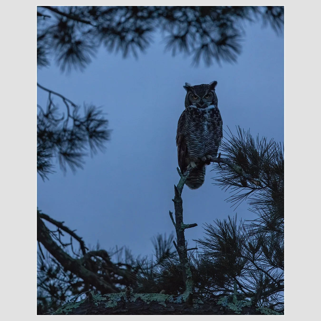Great Horned Owl, Marin County, California
1/125 |  ISO 8000 |  &fnof;7.1 |  500 mm