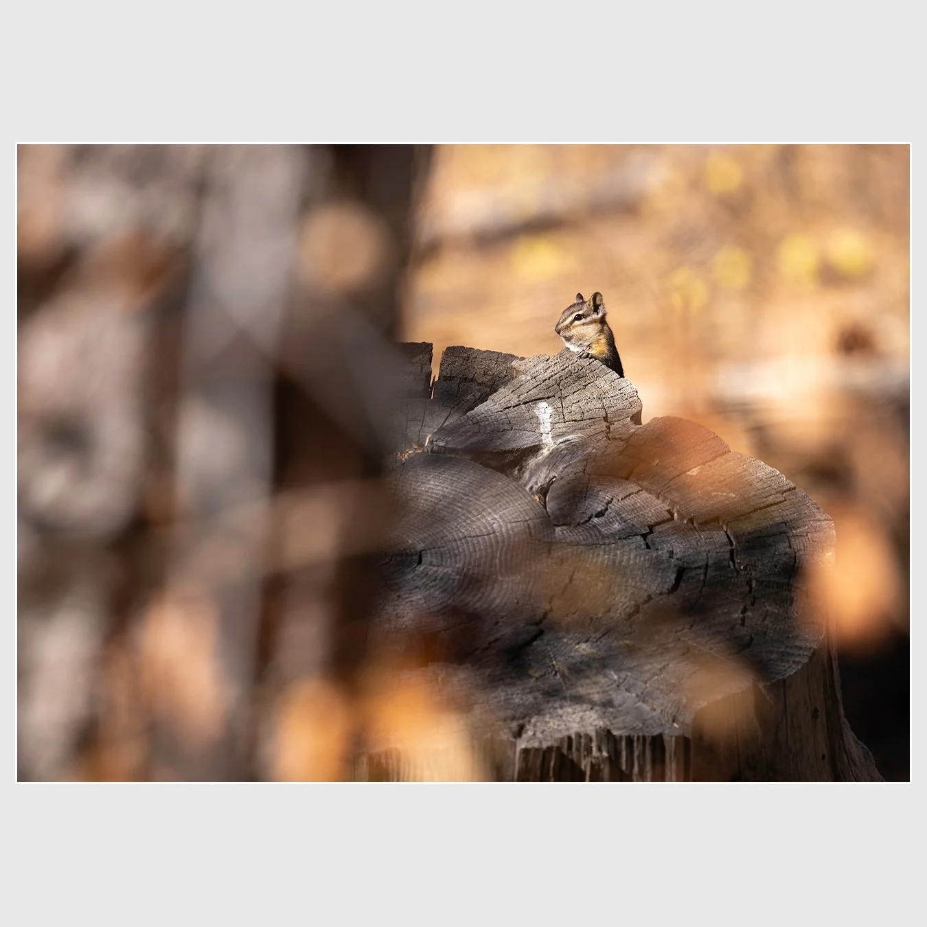 Yellow-pine Chipmunk (I think), El Dorado County, California
1/500 |  ISO 250 |  &fnof;8 |  500 mm