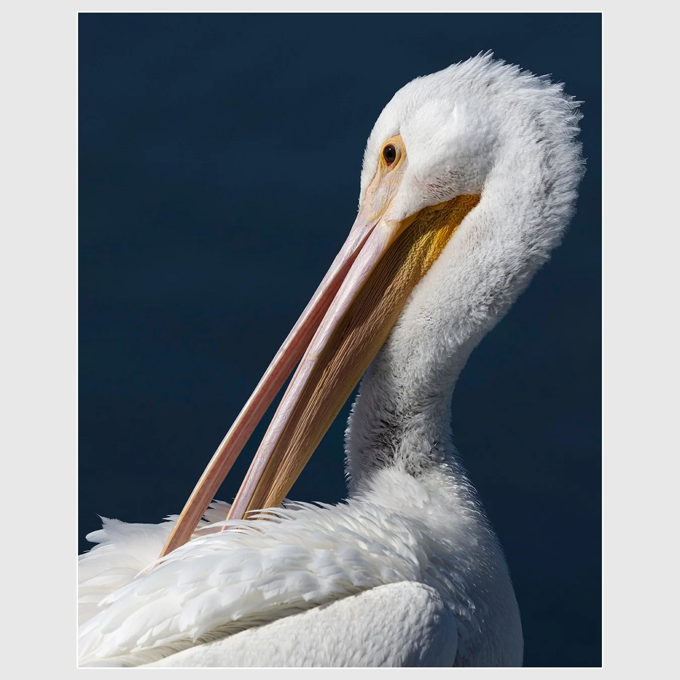 American White Pelican, Marin County, California
1/2000 |  ISO 250 |  &fnof;7.1 |  500 mm