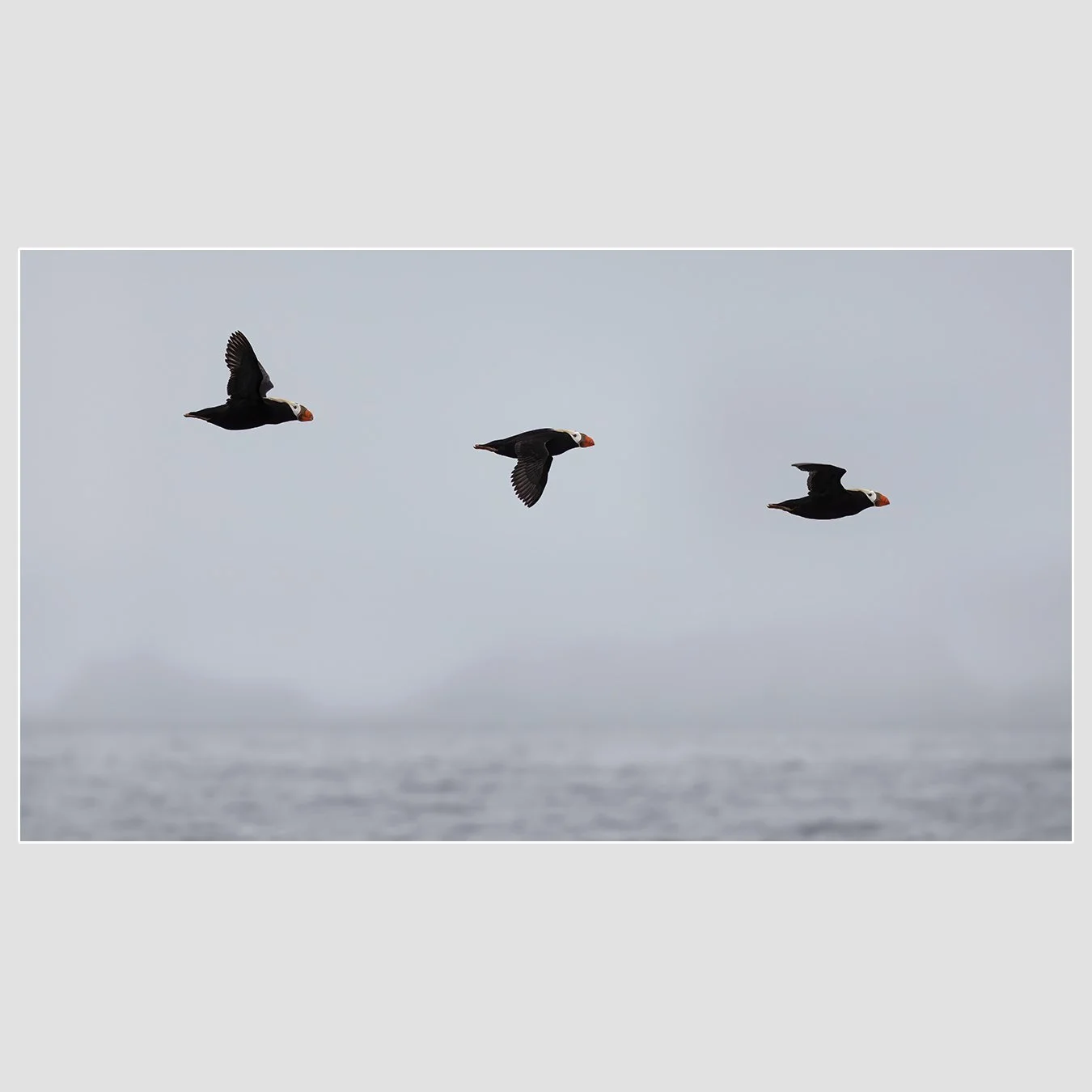 Tufted Puffins, Gulf of the Farallones, California
1/2000 |  ISO 160 |  &fnof;6.3 |  324 mm