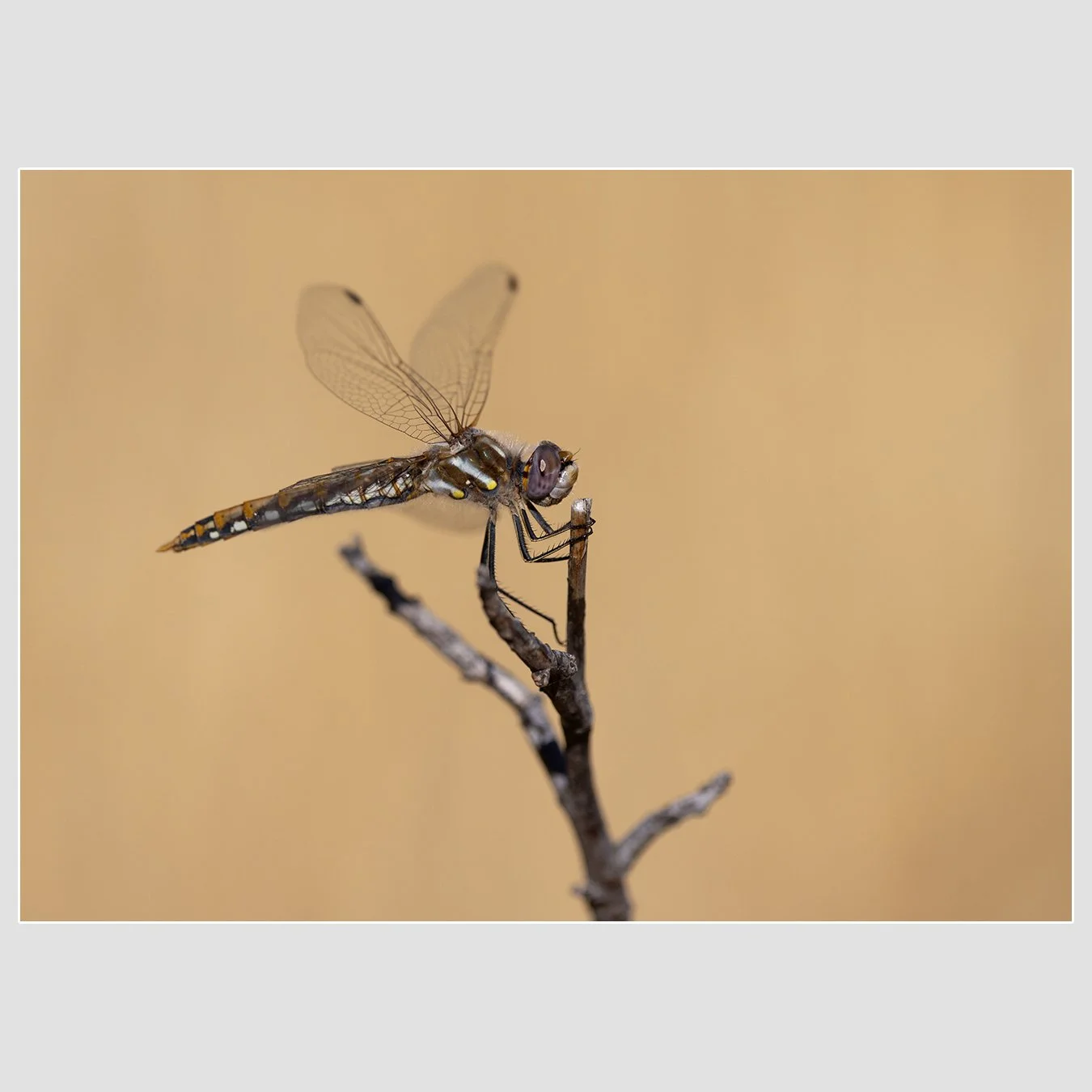 Varigated Meadowhawk, Contra Costa County, California
1/1600 |  ISO 250 |  &fnof;8 |  500 mm