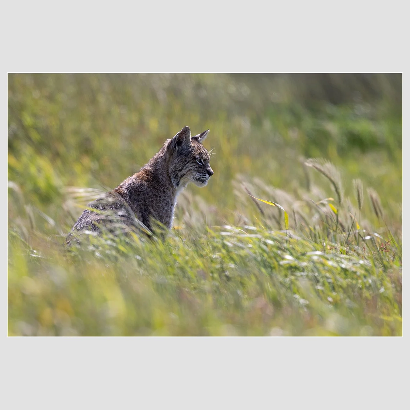 Bobcat, Marin County, California
1/1600 |  ISO 800 |  &fnof;8 |  500 mm