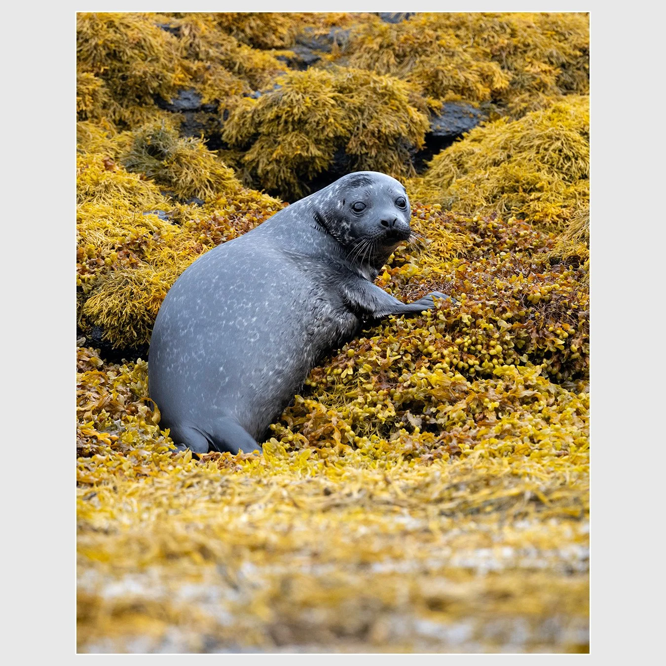 Harbour Seal, Isle of Skye, Scotland
1/1600 |  ISO 2000 |  &fnof;7.1 |  500 mm