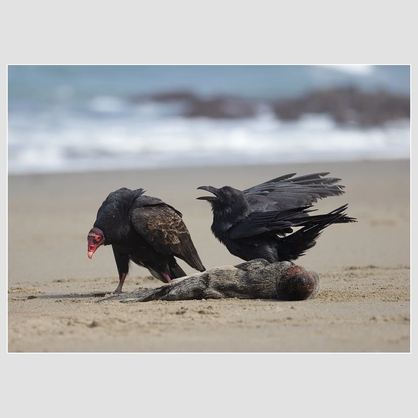 Turkey Vulture and Common Raven, Marin County, California
1/1600 |  ISO 400 |  &fnof;7.1 |  450 mm