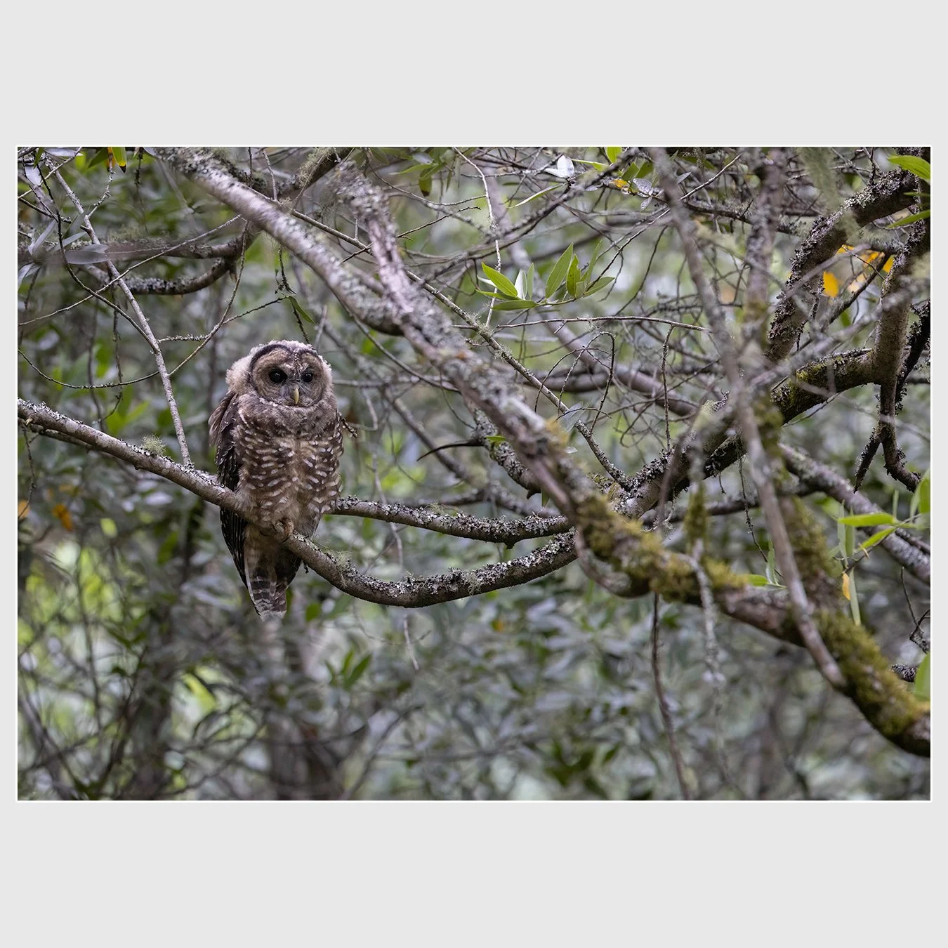 Northern Spotted Owl, California (2025)
1/60 |  ISO 5000 |  &fnof;6.3 |  300 mm