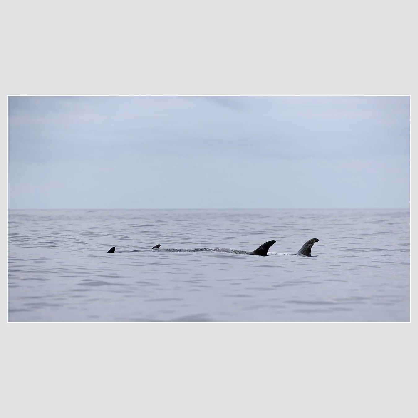 Risso's Dolphins, Monterey Bay National Marine Sanctuary
1/640 |  ISO 100 |  &fnof;6.3 |  300 mm