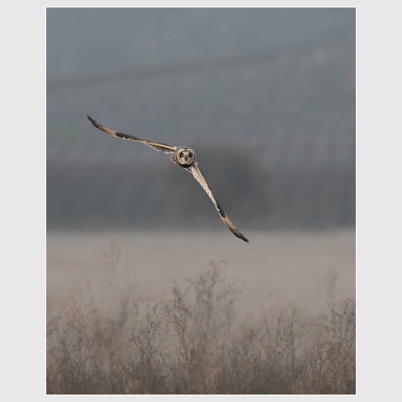 Short-eared Owl, Sonoma County, California
1/1600 |  ISO 8000 |  &fnof;7.1 |  500 mm