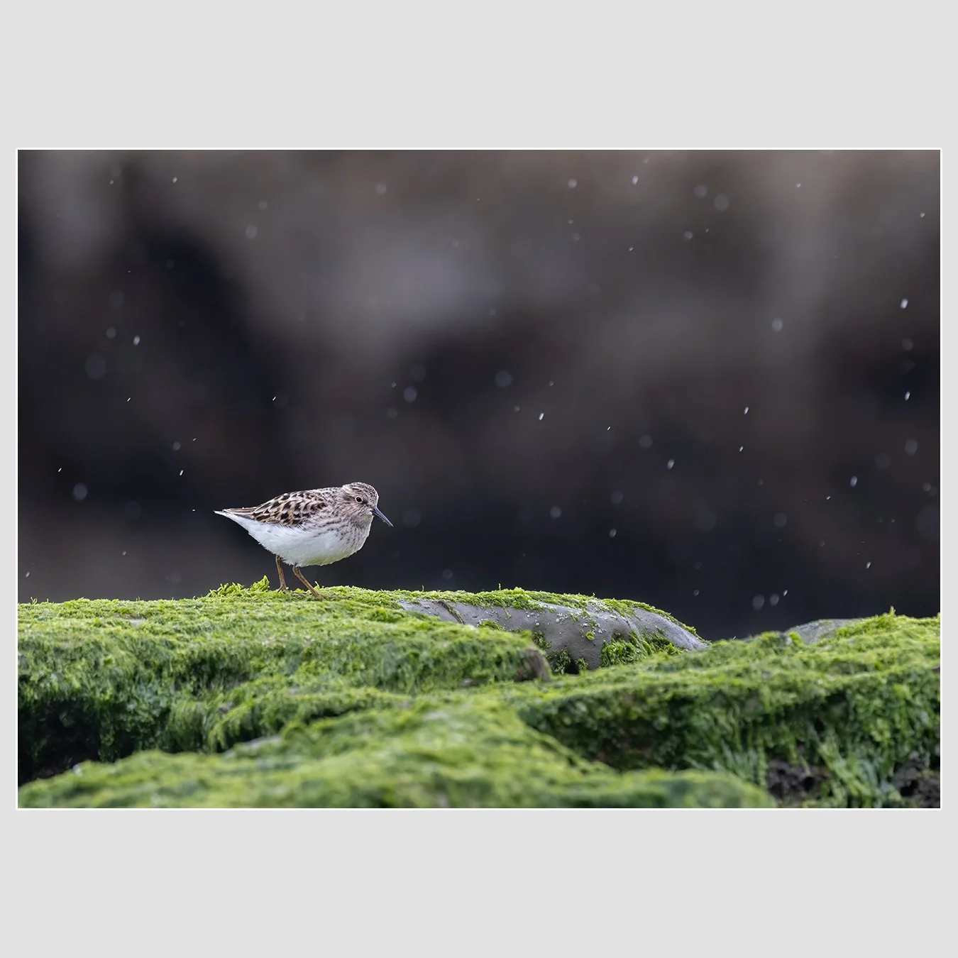 Least Sandpiper, Marin County, California
1/1600 |  ISO 4000 |  &fnof;7.1 |  500 mm