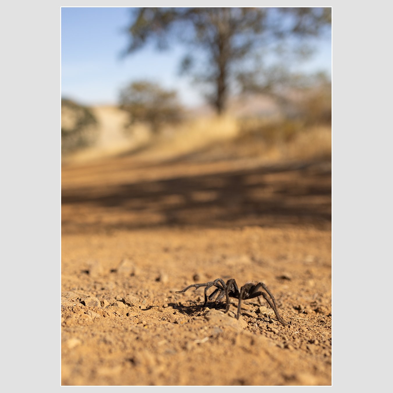 Desert Tarantula, Contra Costa County, California
1/1600 |  ISO 100 |  &fnof;2.8 |  35 mm