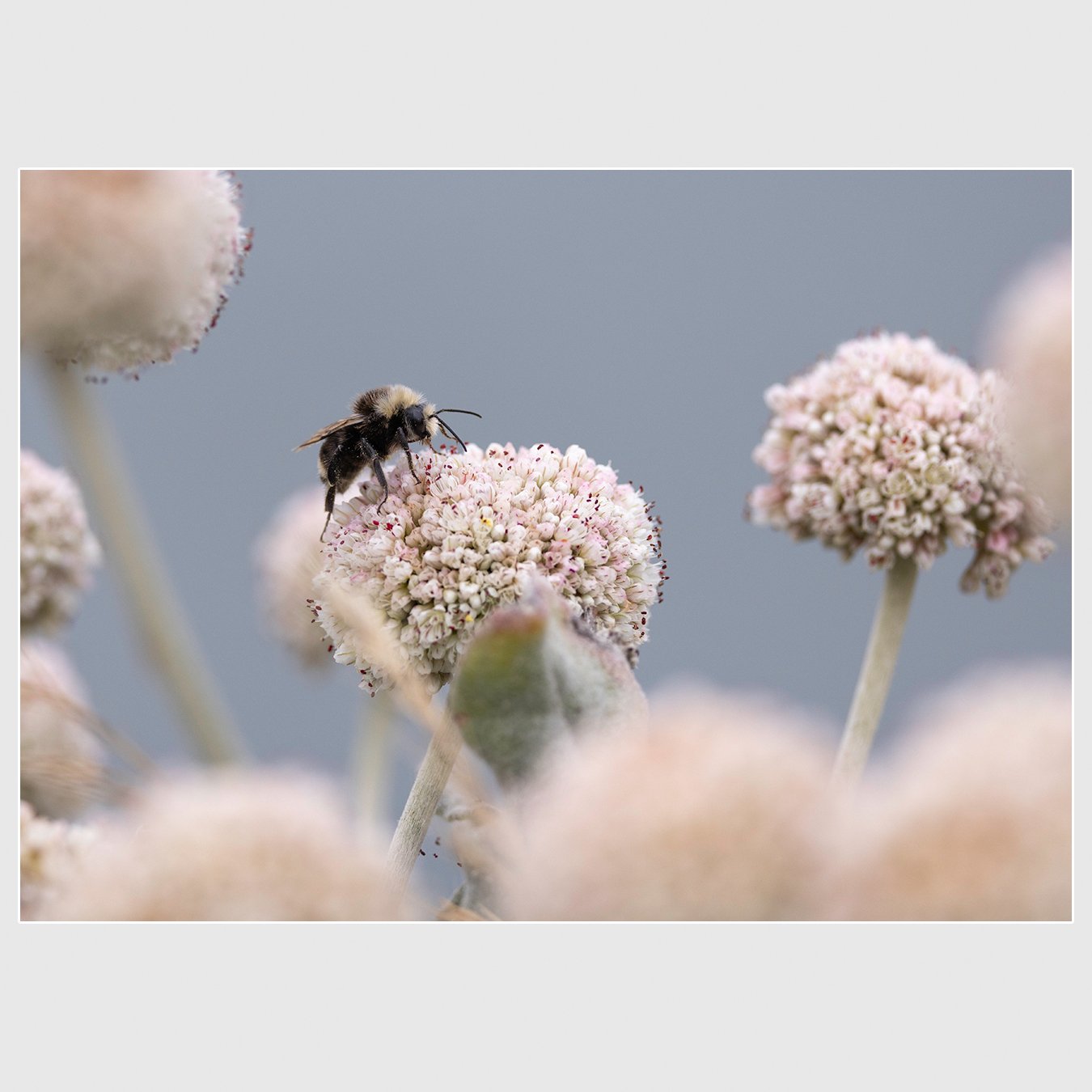 Subgenus pyrobombus, Sonoma County, California
1/1600 |  ISO 320 |  &fnof;6.3 |  300 mm
