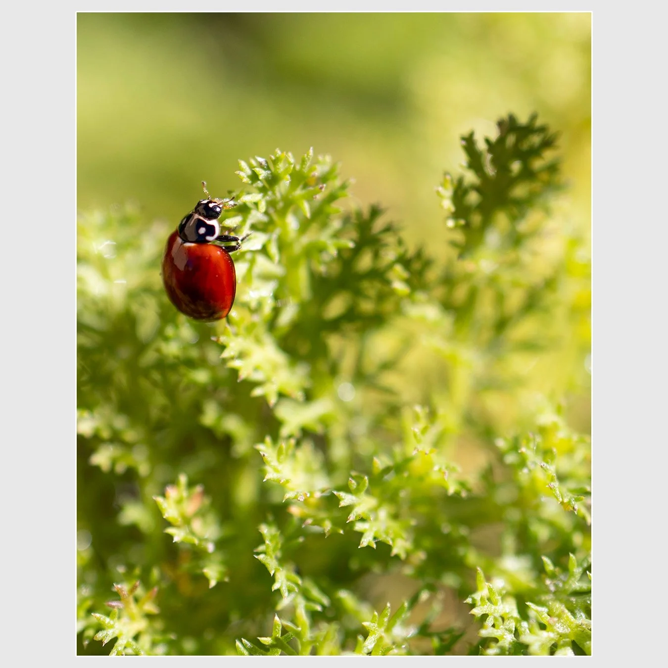 Spotless Lady Beetle, Sonoma County, California
1/1000 |  ISO 100 |  &fnof;2.8 |  35 mm