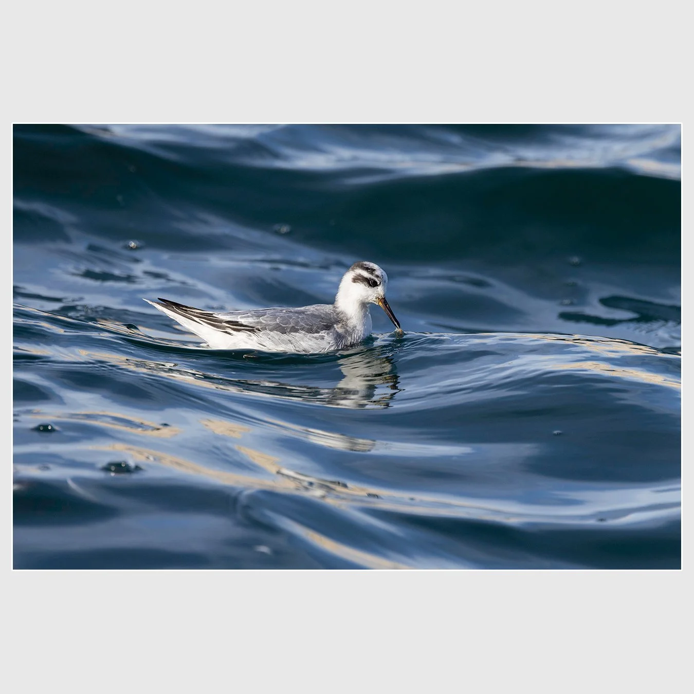 Red Phalarope, Gulf of the Farallones, California
1/1000 |  ISO 400 |  &fnof;7.1 |  500 mm