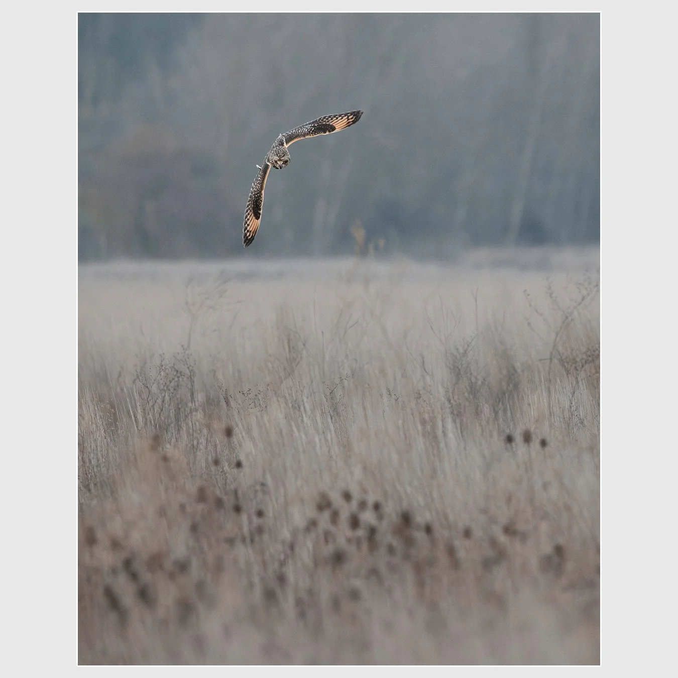Short-eared Owl, Sonoma County, California
1/1600 |  ISO 8000 |  &fnof;7.1 |  500 mm
