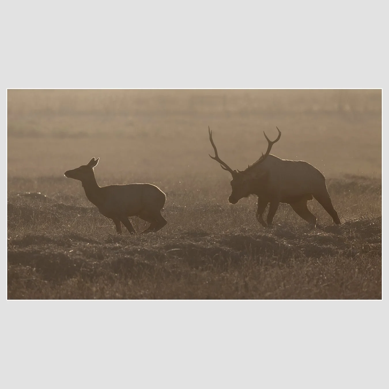 Tule Elk, Marin County, California
1/1600 |  ISO 200 |  &fnof;7.1 |  500 mm