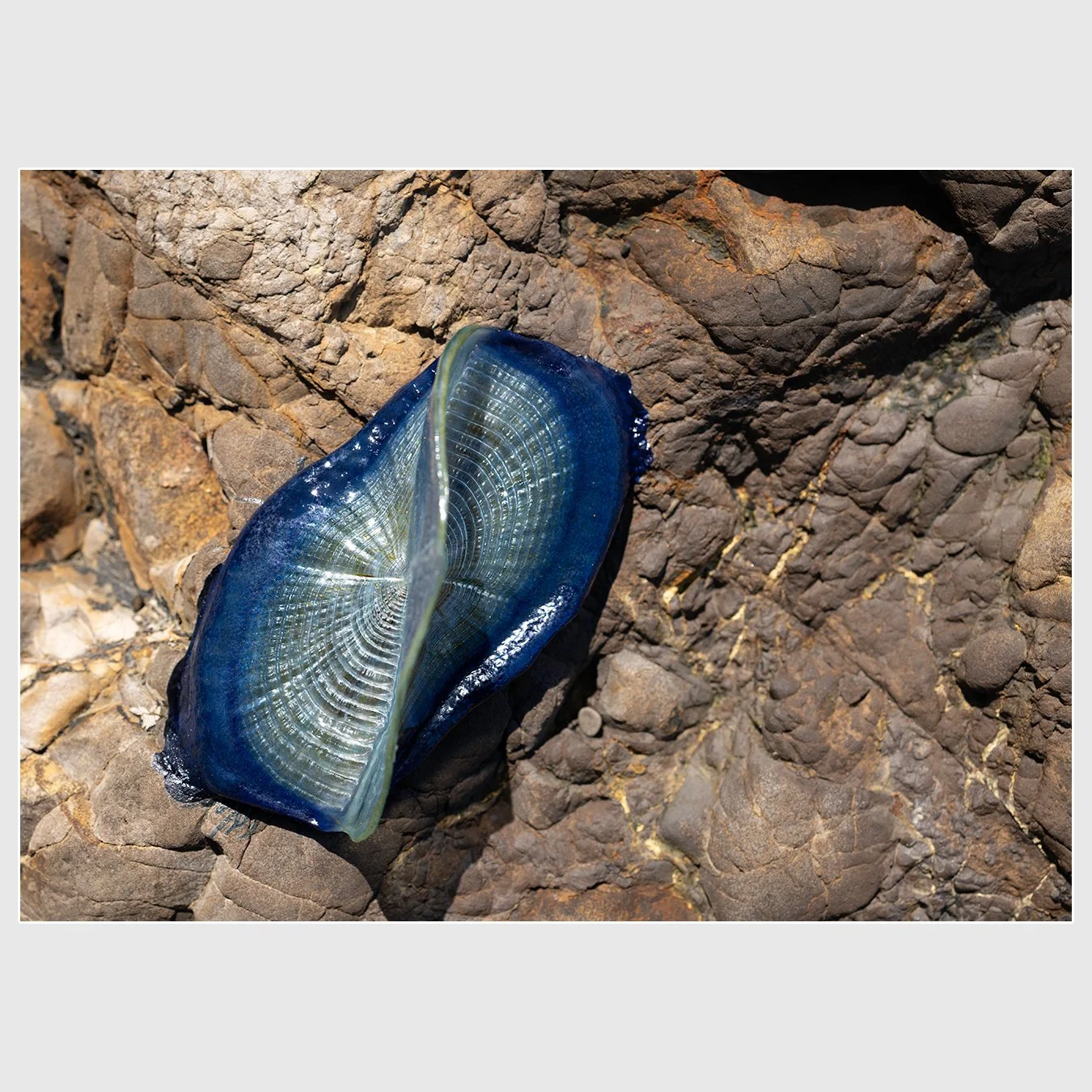 By-the-Wind Sailor, Marin County, California
1/320 |  ISO 100 |  &fnof;6.3 | 35 mm
