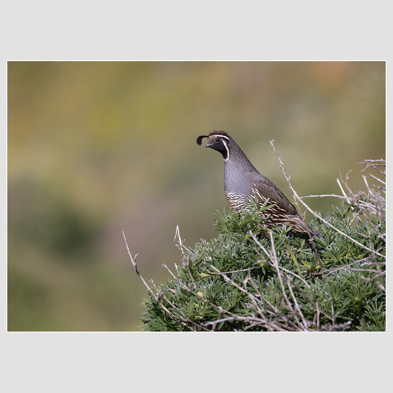California Quail, Marin County, California
1/1600 |  ISO 500 |  &fnof;7.1 | 500 mm