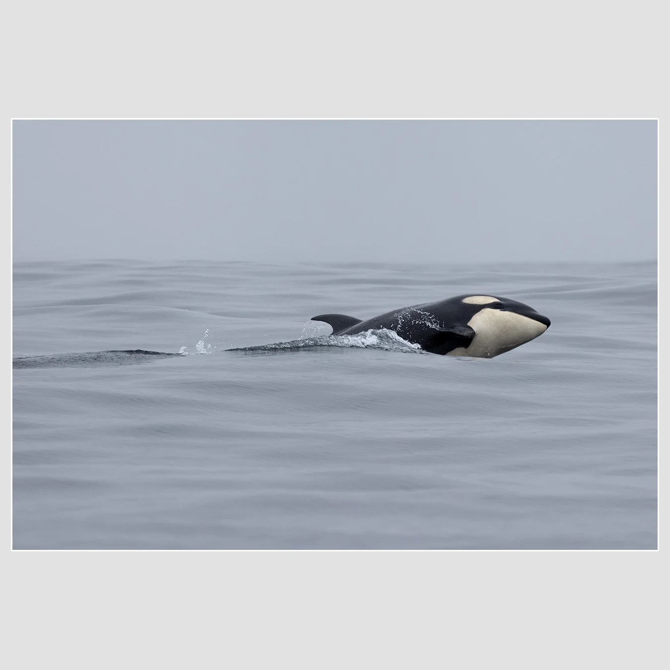 Orca, Monterey Bay National Marine Sanctuary
1/1600 |  ISO 400 |  &fnof;6.3 | 400 mm