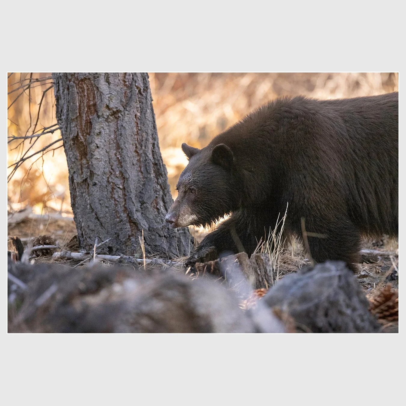 American Black Bear, El Dorado County, California
1/1600 |  ISO 12800 |  &fnof;7.1 | 500 mm