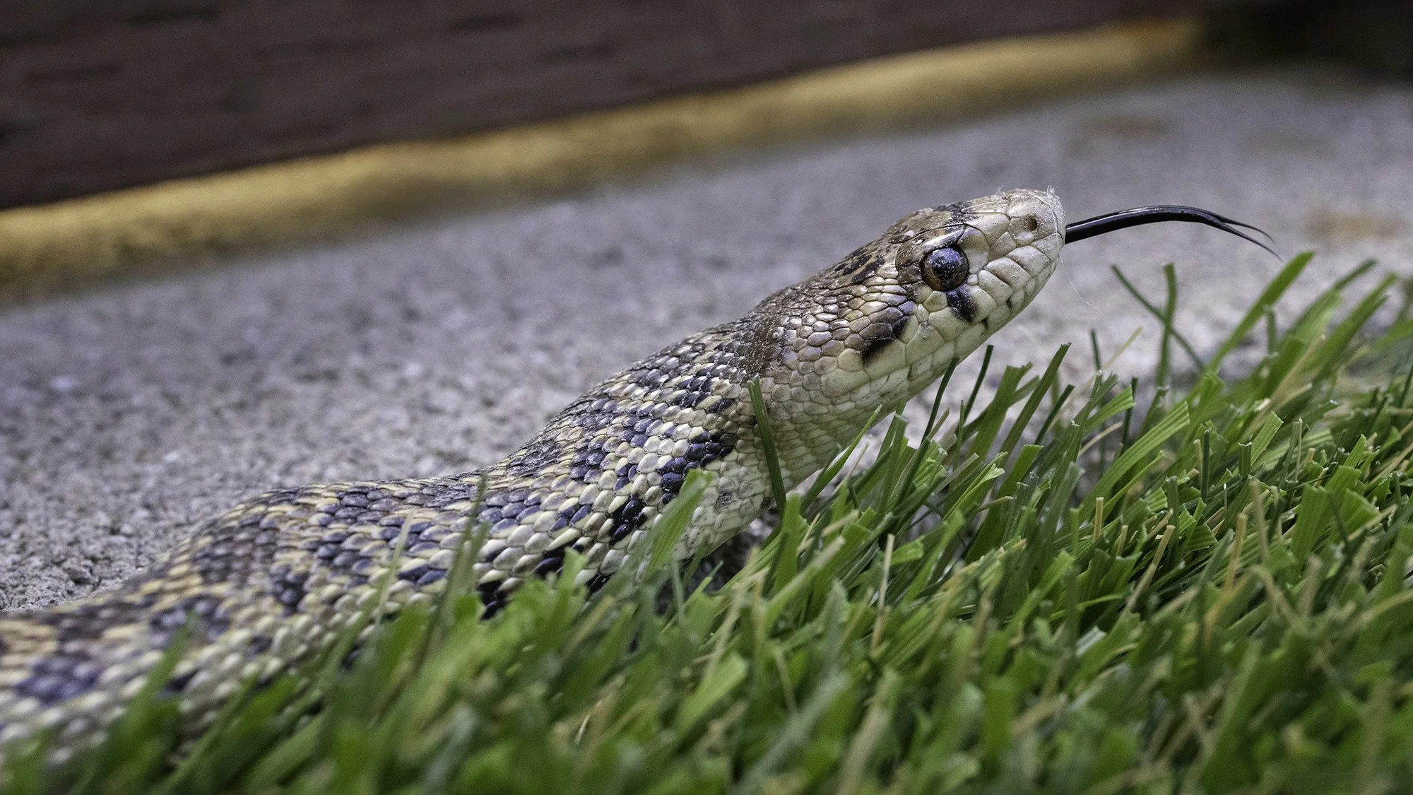 A Garden Guest
