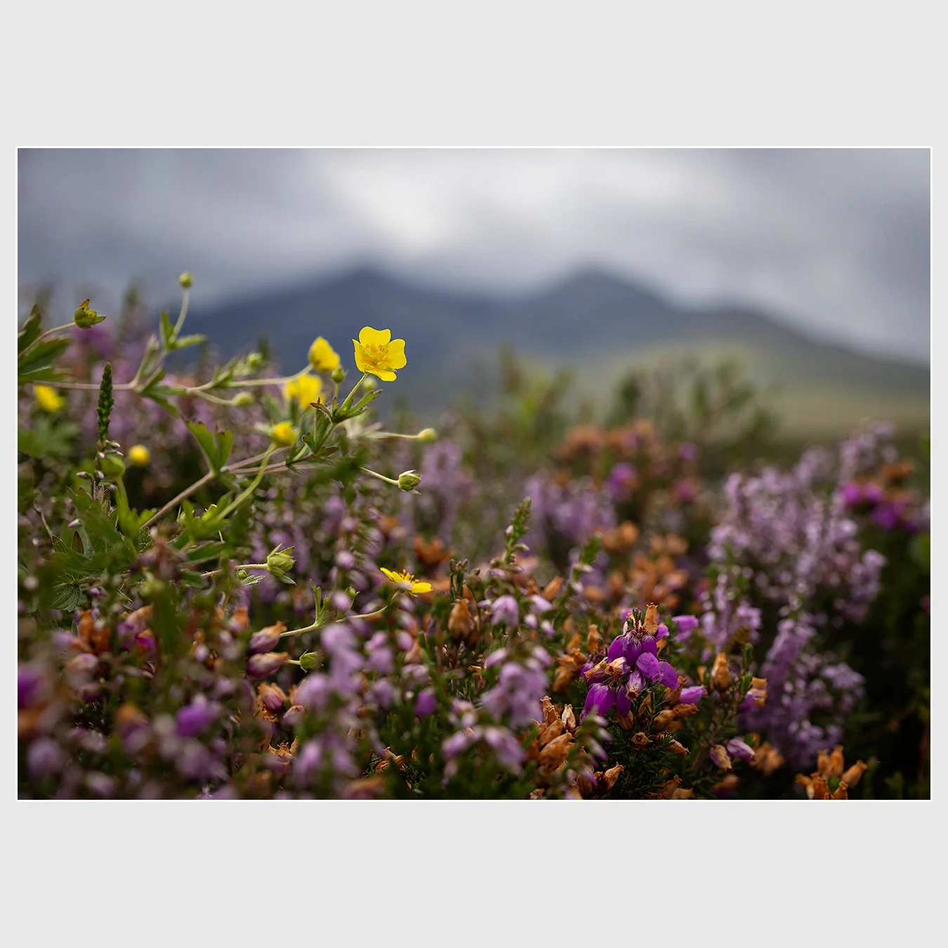 Allt Dearg M&ograve;r Wildflowers, Isle of Skye, Scotland
1/320 |  ISO 100 |  &fnof;6.3 |  35 mm