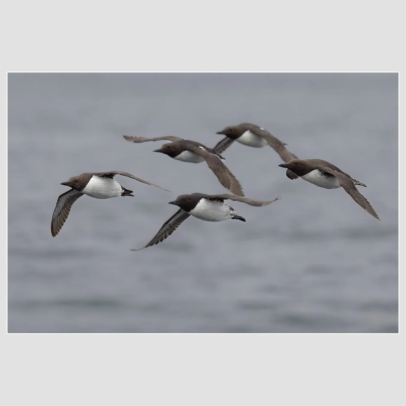 Common Murres, Gulf of the Farallones, California
1/2000 |  ISO 160 |  &fnof;5 |  159 mm