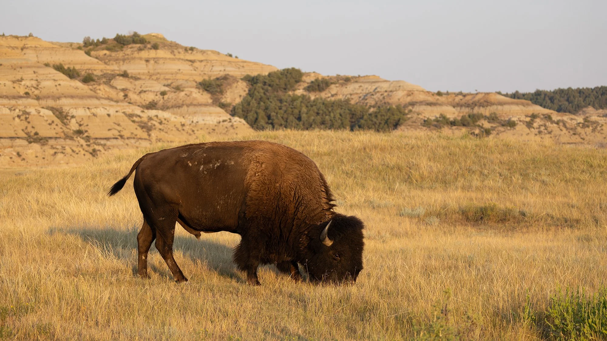 Plains Bison